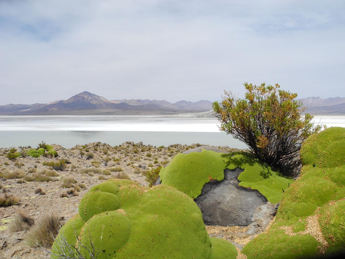 Hostal Vientos Del Altiplano Putre Eksteriør billede