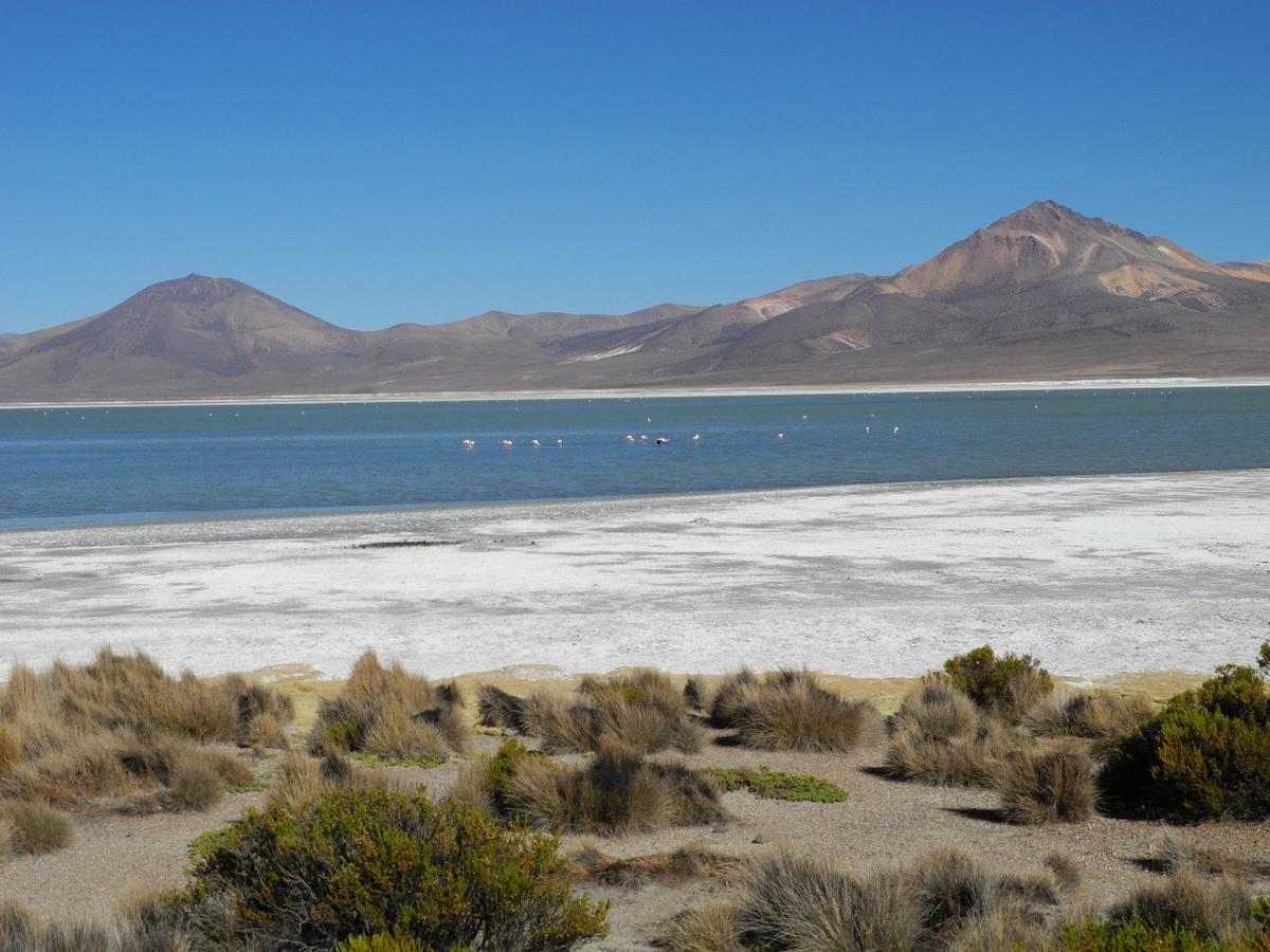 Hostal Vientos Del Altiplano Putre Eksteriør billede