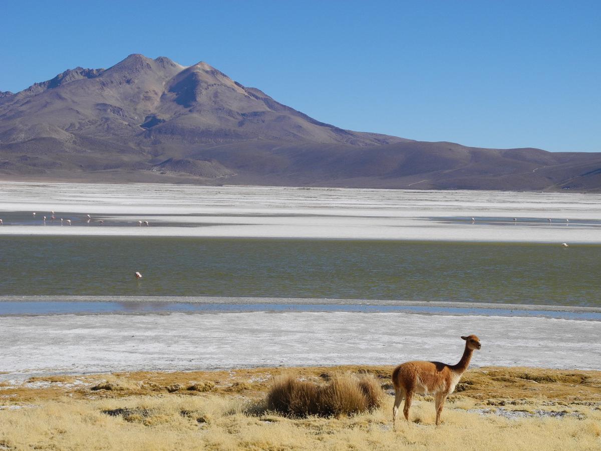 Hostal Vientos Del Altiplano Putre Eksteriør billede